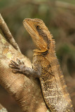 female water dragon 3.jpg