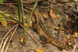 male water dragon.jpg