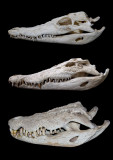 ontogeny low res.jpg