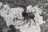 flat rock spider 2.jpg