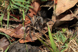 wolf spider.jpg