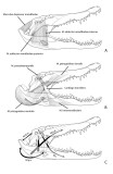 figure 3.45 jaw musculature with pseudotemp tendon.jpg