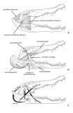 figure 3.45 jaw musculature English labels_b.jpg