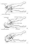figure 3.45 jaw musculature low res.jpg