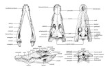 fig 3.43 skull low res.jpg