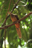 brown cuckoo dove.jpg