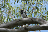 pied butcher bird.jpg