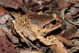 Mixophrys.jpg