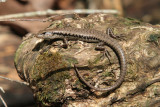 Eulamprus.jpg