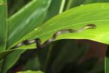 baby tree snake 2.jpg