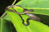 baby tree snake.jpg