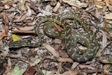 carpet python medium.jpg