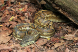 carpet snake big.jpg