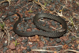 keelback.jpg