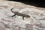 baby Cunninghams skink.jpg