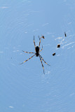 golden orb 3.jpg