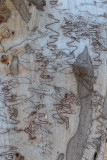 scribbly bark.jpg