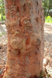 bark 2.jpg