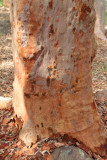 bark.jpg