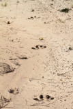 wallaby tracks.jpg