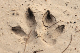 wallaby track.jpg