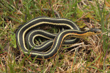 Thamnophis sirtalis parietalis in situ.jpg