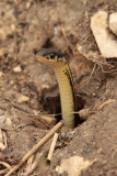 garter snake emerging.jpg