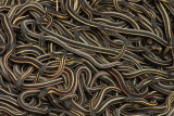 garter snakes.jpg