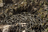 snake den.jpg