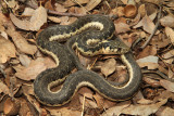 Thamnophis couchi 2.jpg