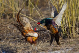 FasanPhasianus colchicus Common Pheasant fighting