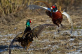 FasanPhasianus colchicus Common Pheasant fighting