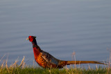 Common pheasant