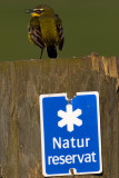 Yellow Wagtail