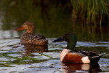 Northern Shoveler