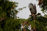 Common Buzzard