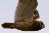 Short-eared Owl