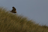 Short-eared Owl