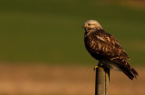 Rough legged Buzzard