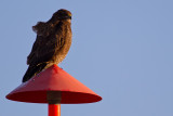 Common Buzzard