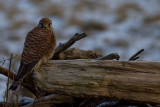 Common Kestrel