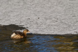 Little Grebe