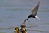 Black Tern