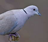 Collared  Dove