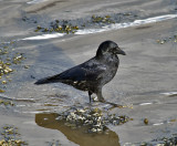  Carrion Crow
