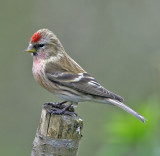 Lesser Redpoll