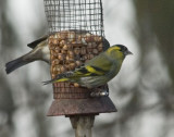 siskin3.jpg