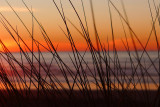 Sunset through the dune grasses