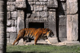 IMG_6256_el magnfico tigre de Sumatra.jpg