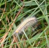 wooly worm